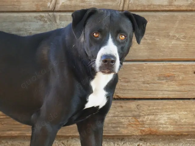 Dado sucht sein Zuhause (noch auf Sardinien)