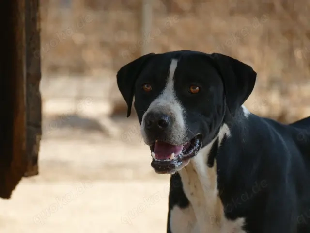 Deo sucht sein Zuhause (noch auf Sardinien)