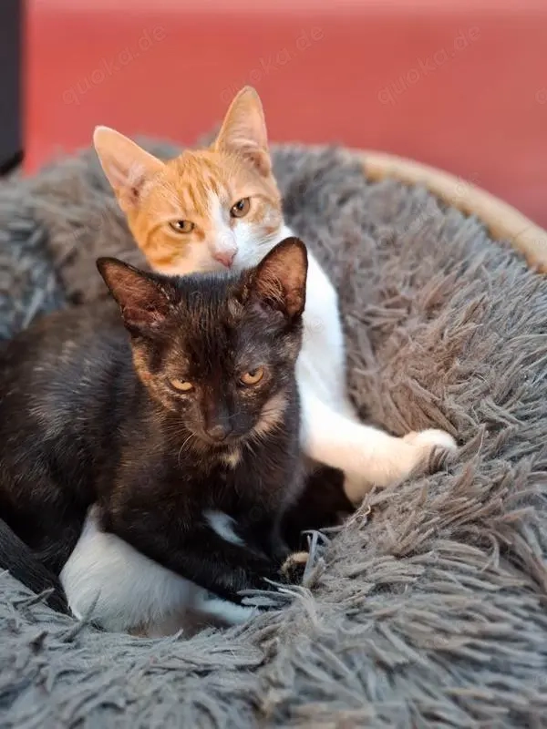 wundervolle kleine Katzen Speedy und Luna suchen zusammen ein Zuhause