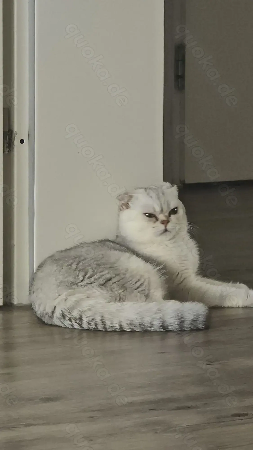 Charmanter verschmuster kater 