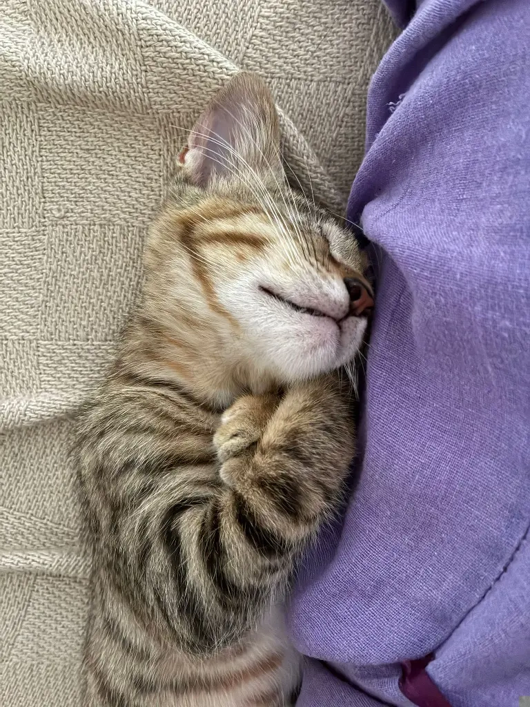 zuckersüßes kleines Katzen Duo Mandy und Milla sucht ein Zuhause