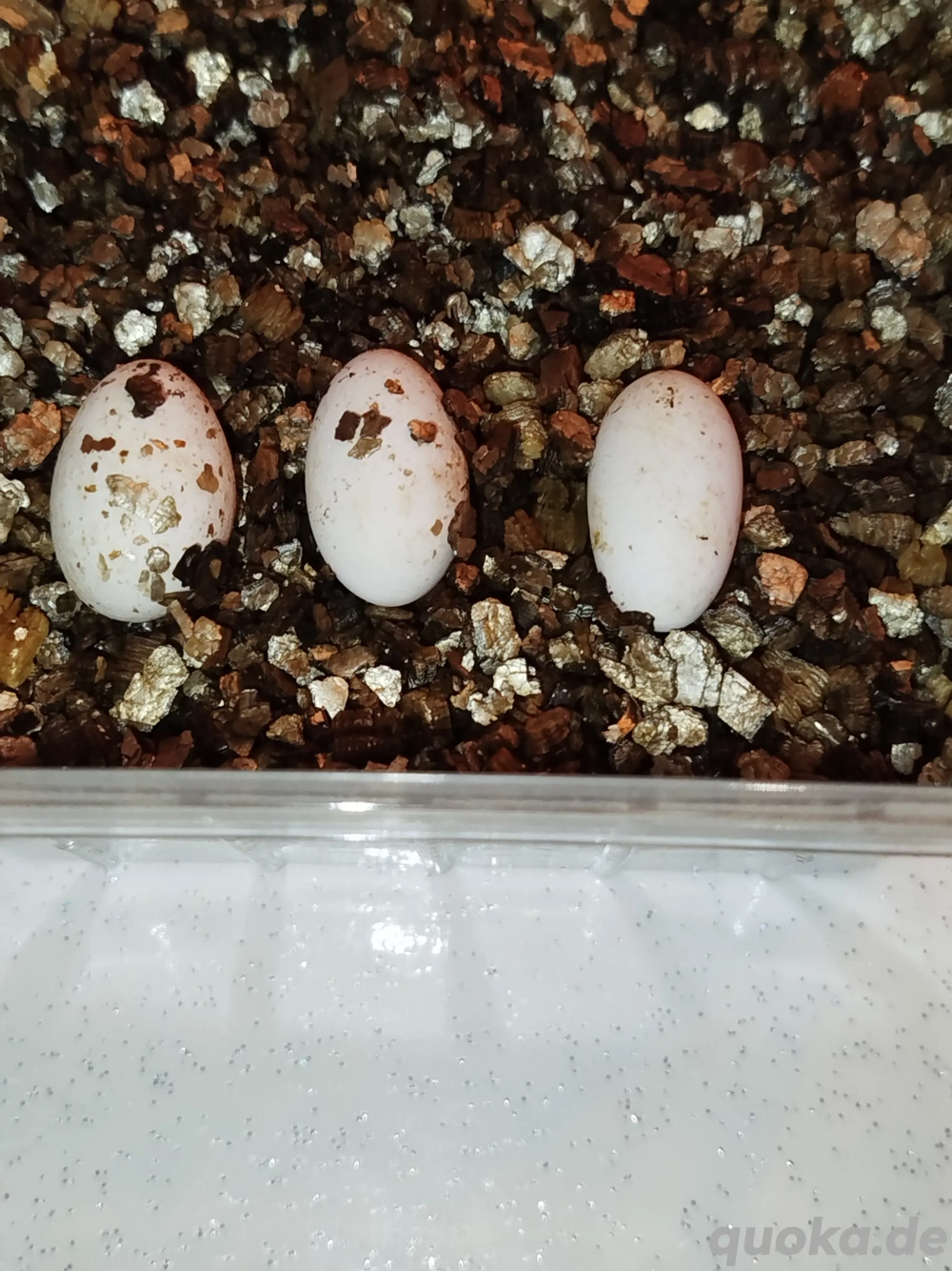 Suche befruchtete Eier von Leopardgeckos und Kronengeckos 