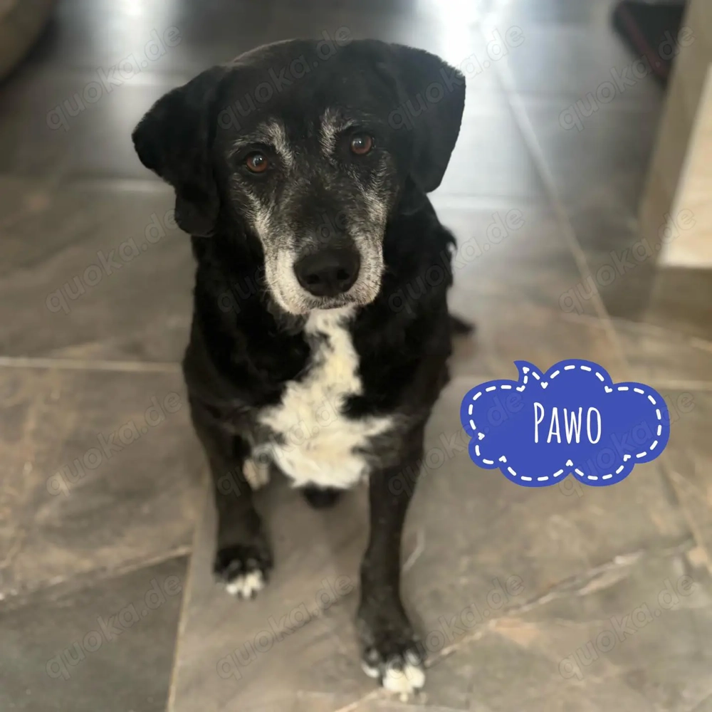 Pawo, liebenswerter Labrador Mix