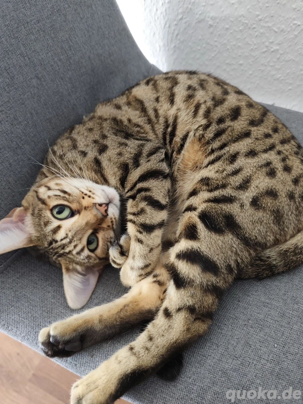 Liebevolle Bengalkatze Abzugeben