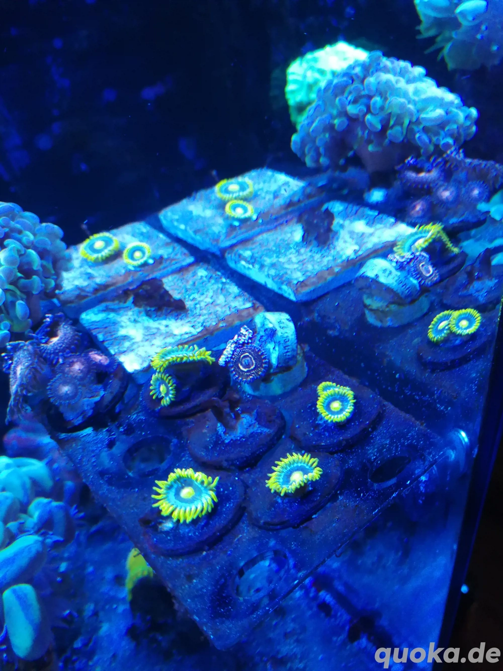 Zoathus Blueberry Pie, Korallen, Meerwasser