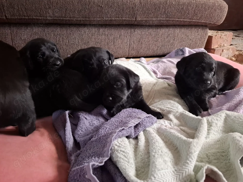 Zuckersüße Labradorwelpen 