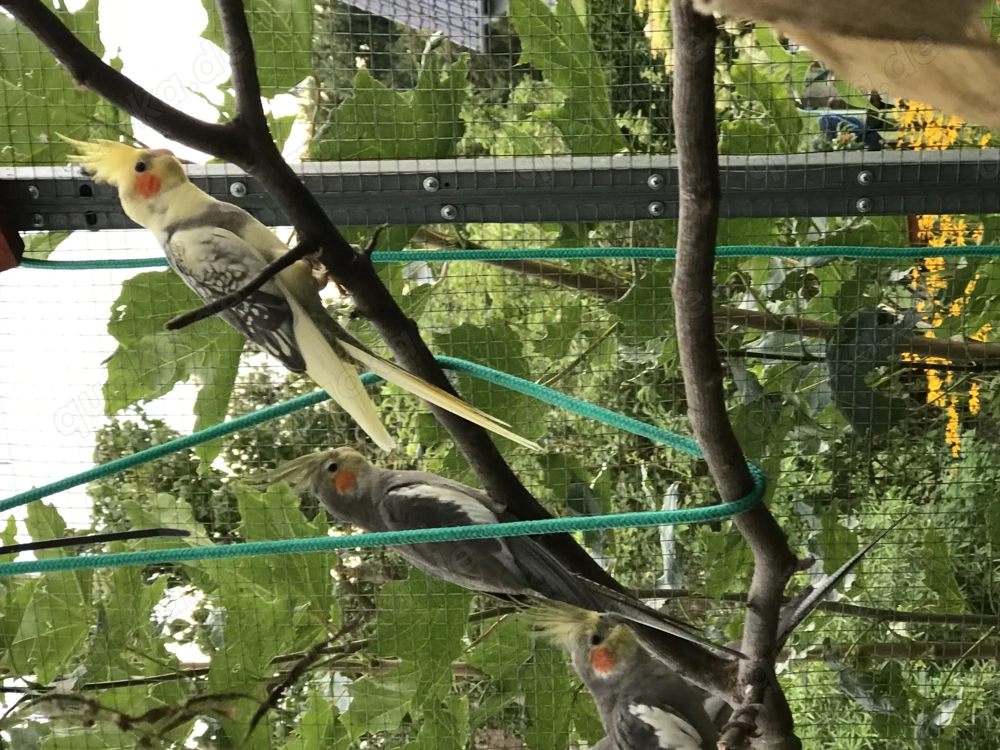 Wildfarbende Nymphensittiche schöner  farbschlag!