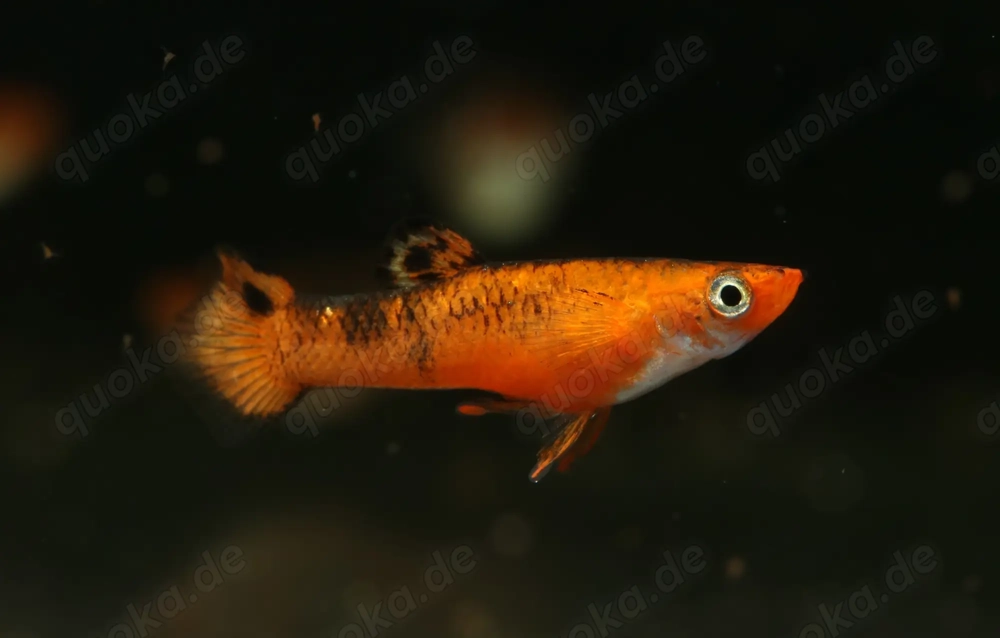 Micropoecilia picta - Pfauenaugen-Kärpfling - Aquarium - Fische