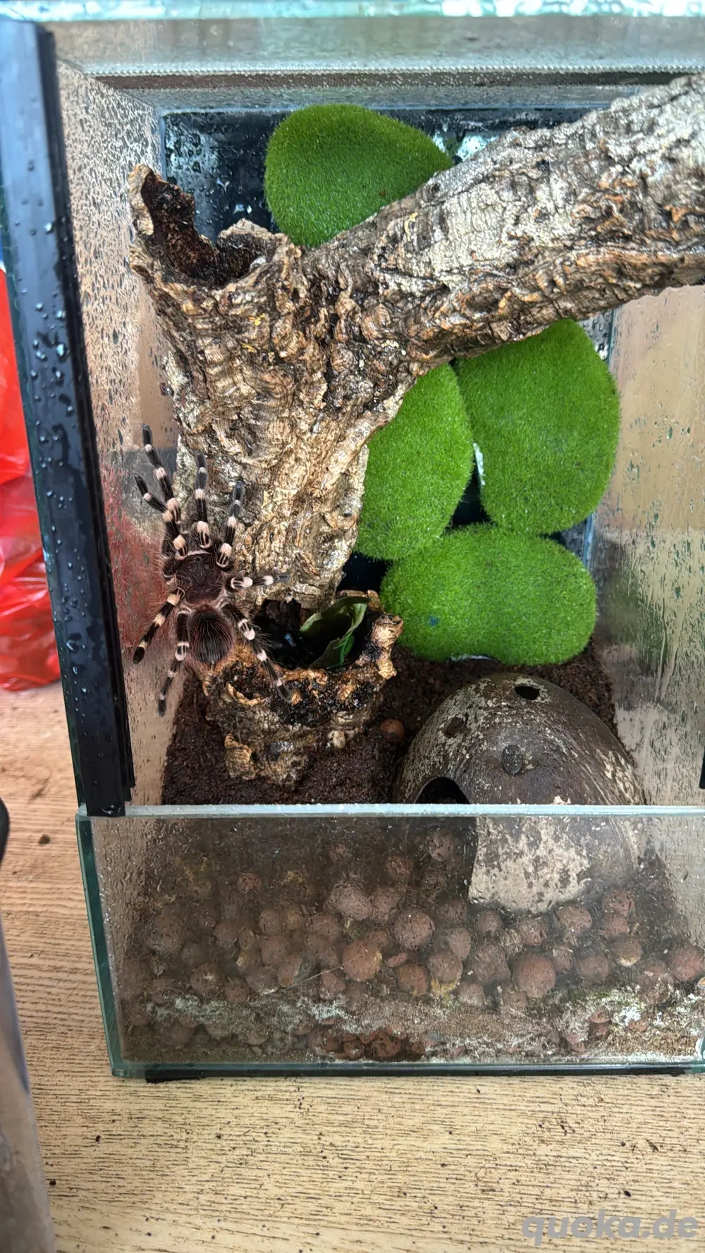 Acanthoscurria Geniculata