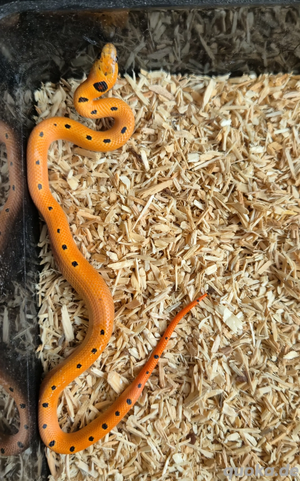 Königsnattern 2025 Lampropeltis leonis abzugeben