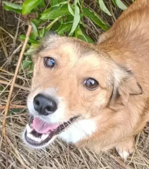 Hetty sucht ihr Glück