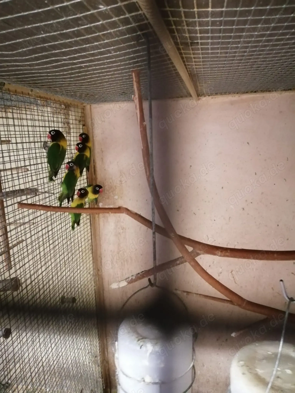 Schwarzköpfchen Agaporniden