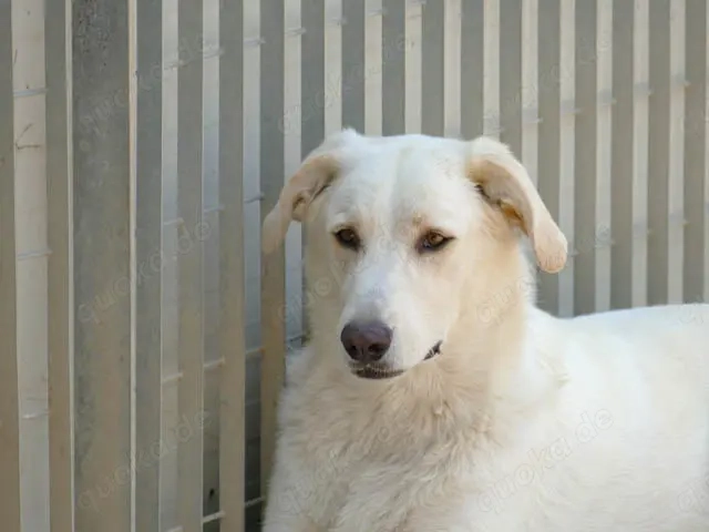 Pop sucht sein Zuhause (noch auf Sardinien)