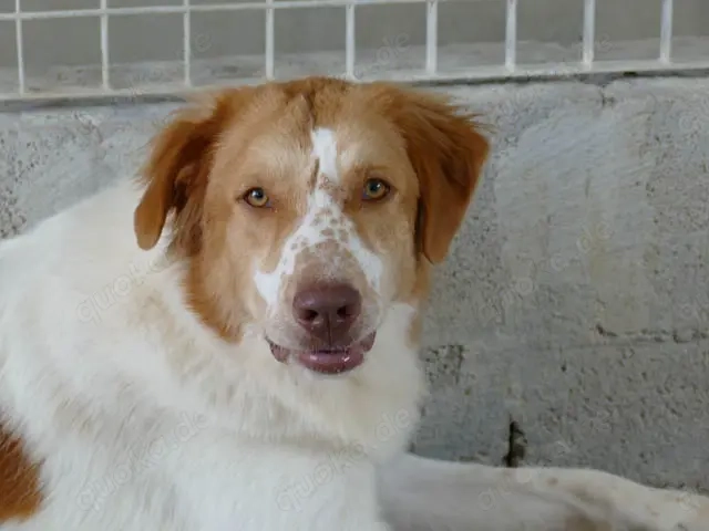 Fusco sucht sein Zuhause (noch auf Sardinien)