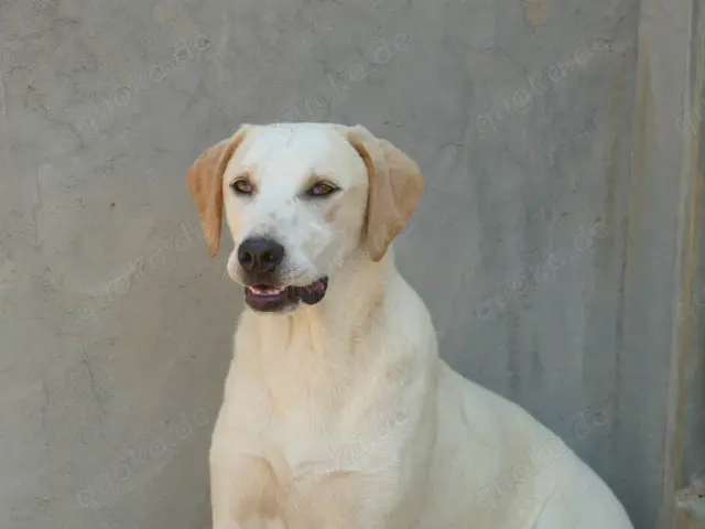 Fosco sucht sein Zuhause (noch auf Sardinien)