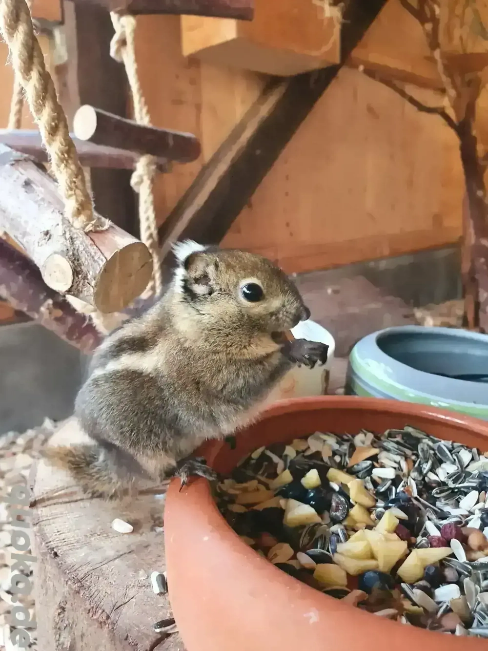 chinesische Baumstreifenhörnchen 