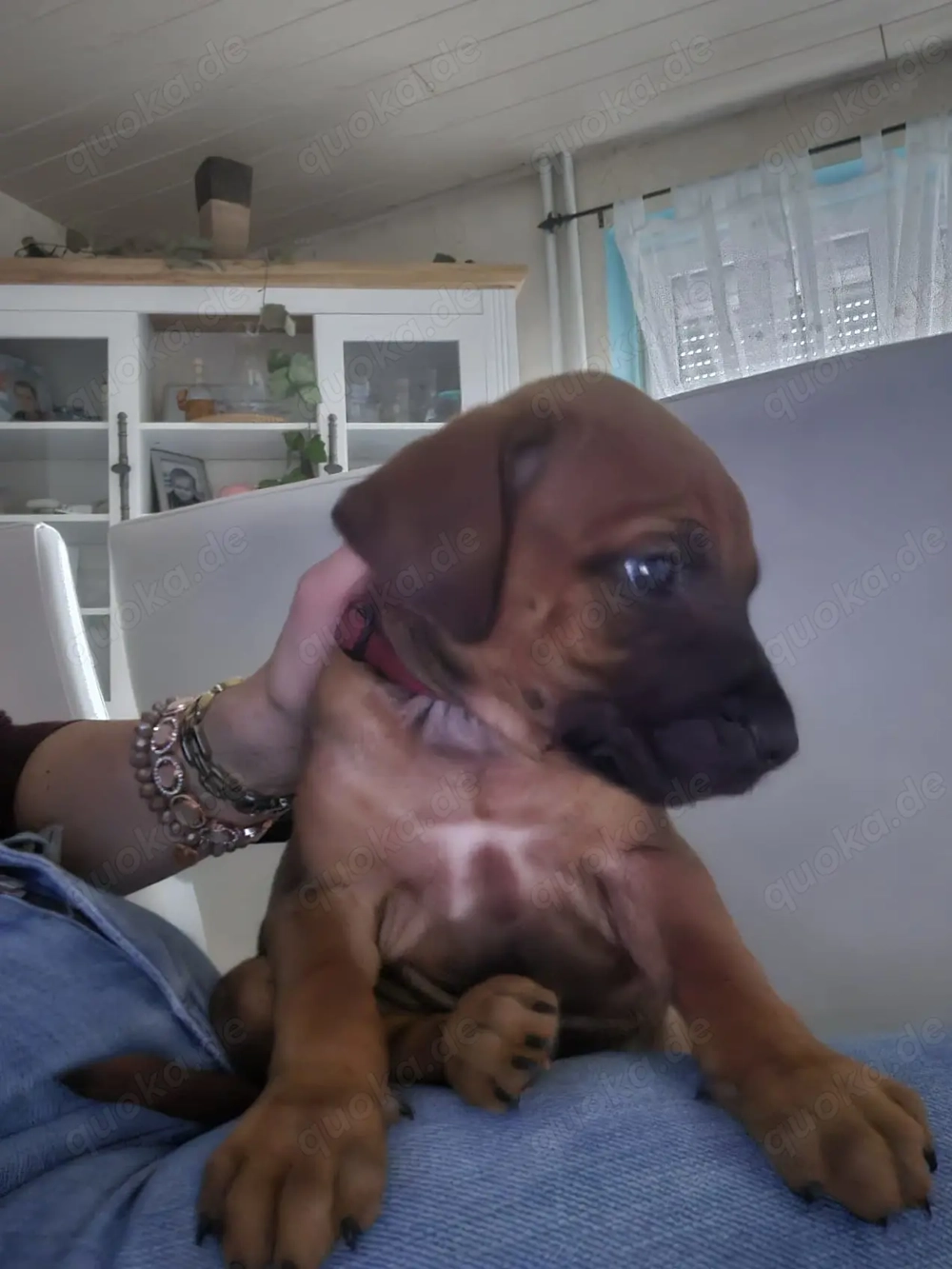 Rhodesian Ridgeback Welpen 