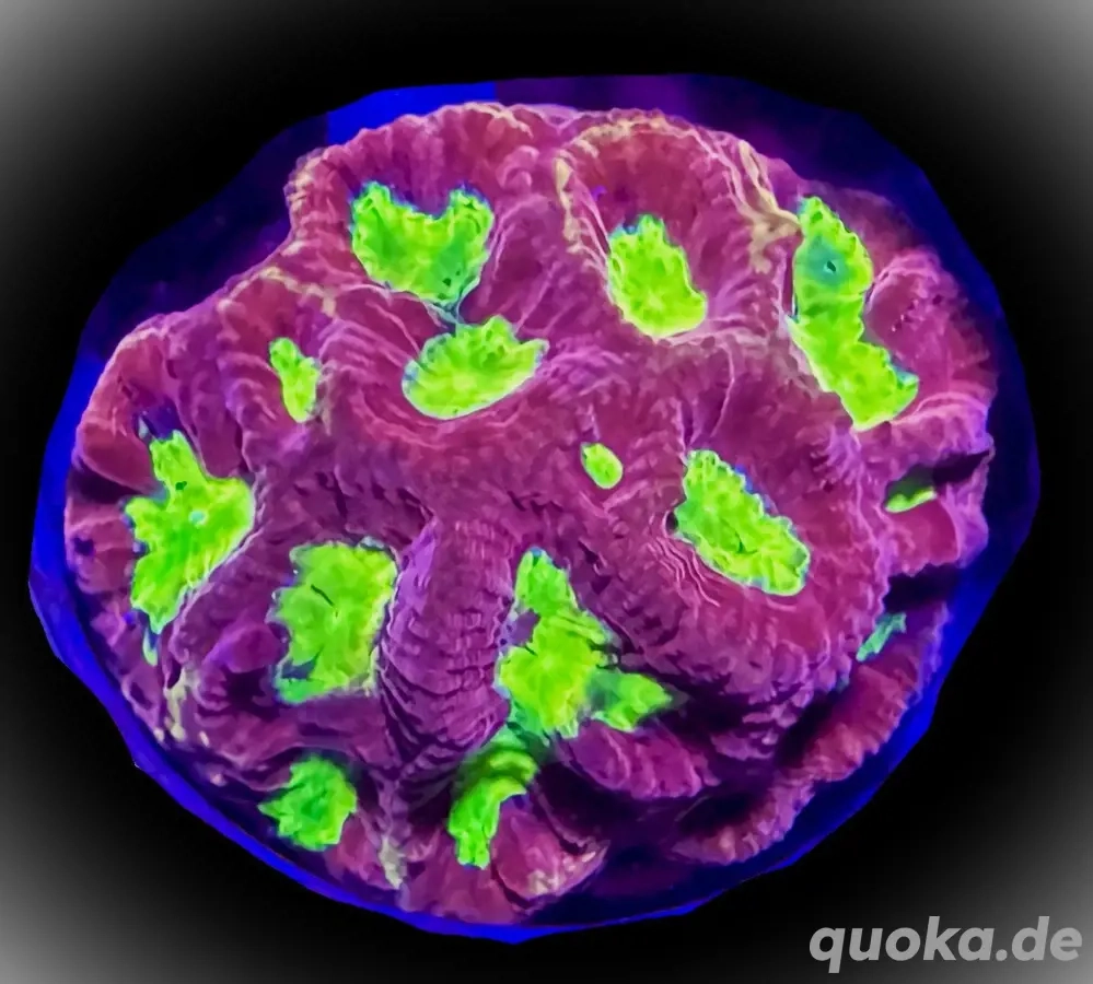 Korallen Ableger SPS LPS Zoas