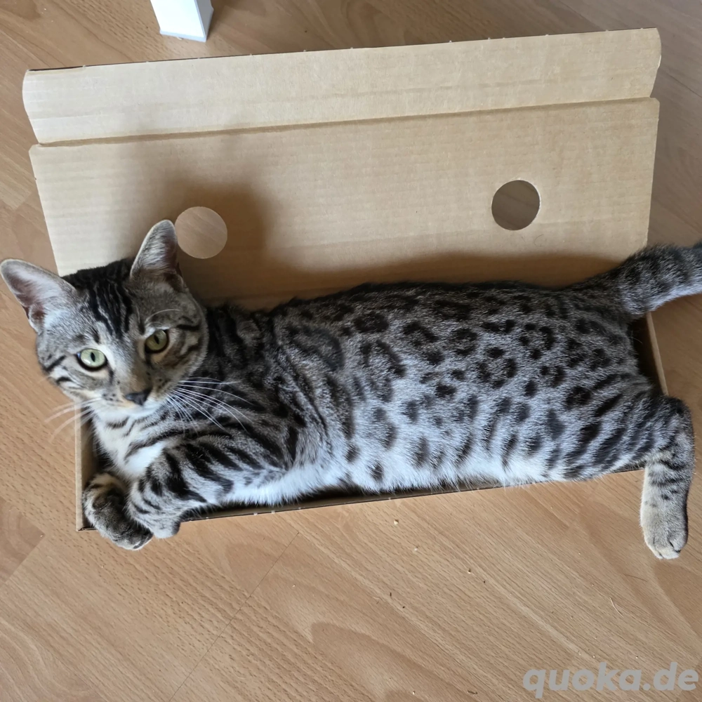 Bengal Katze Male Adrik mit Stammbaum 