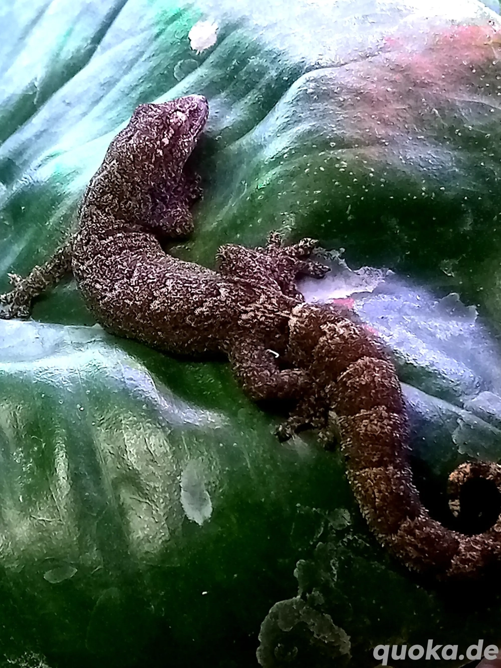 Lepidodactylus lugubris   Jungferngecko 