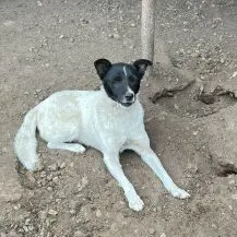 Harley I ca. 45 cm   braucht dringend Starthilfe