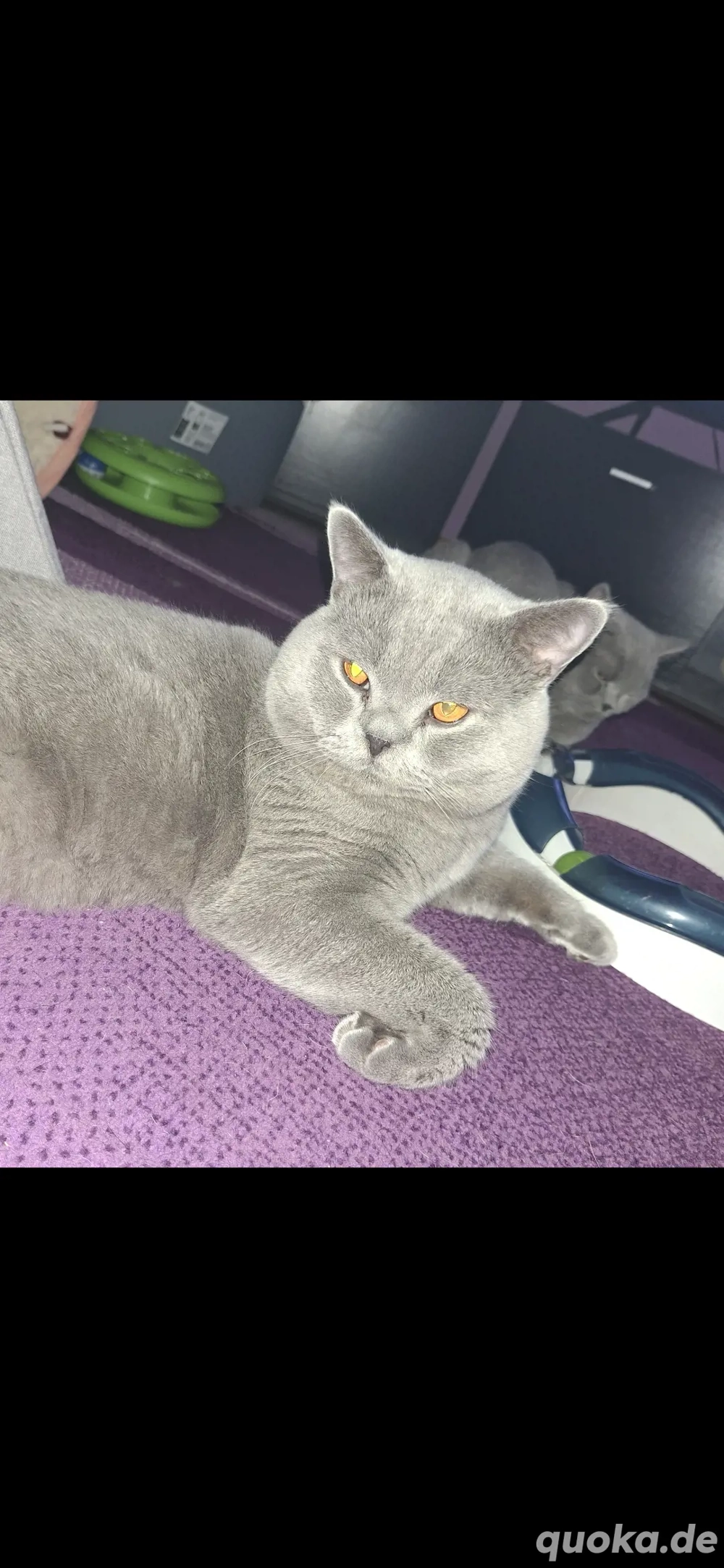 BKH Britisch Kurzhaar Deckkater mit Stammbaum Blutgruppe B    Blue