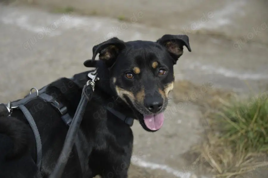 Pepper sucht eine liebe Familie