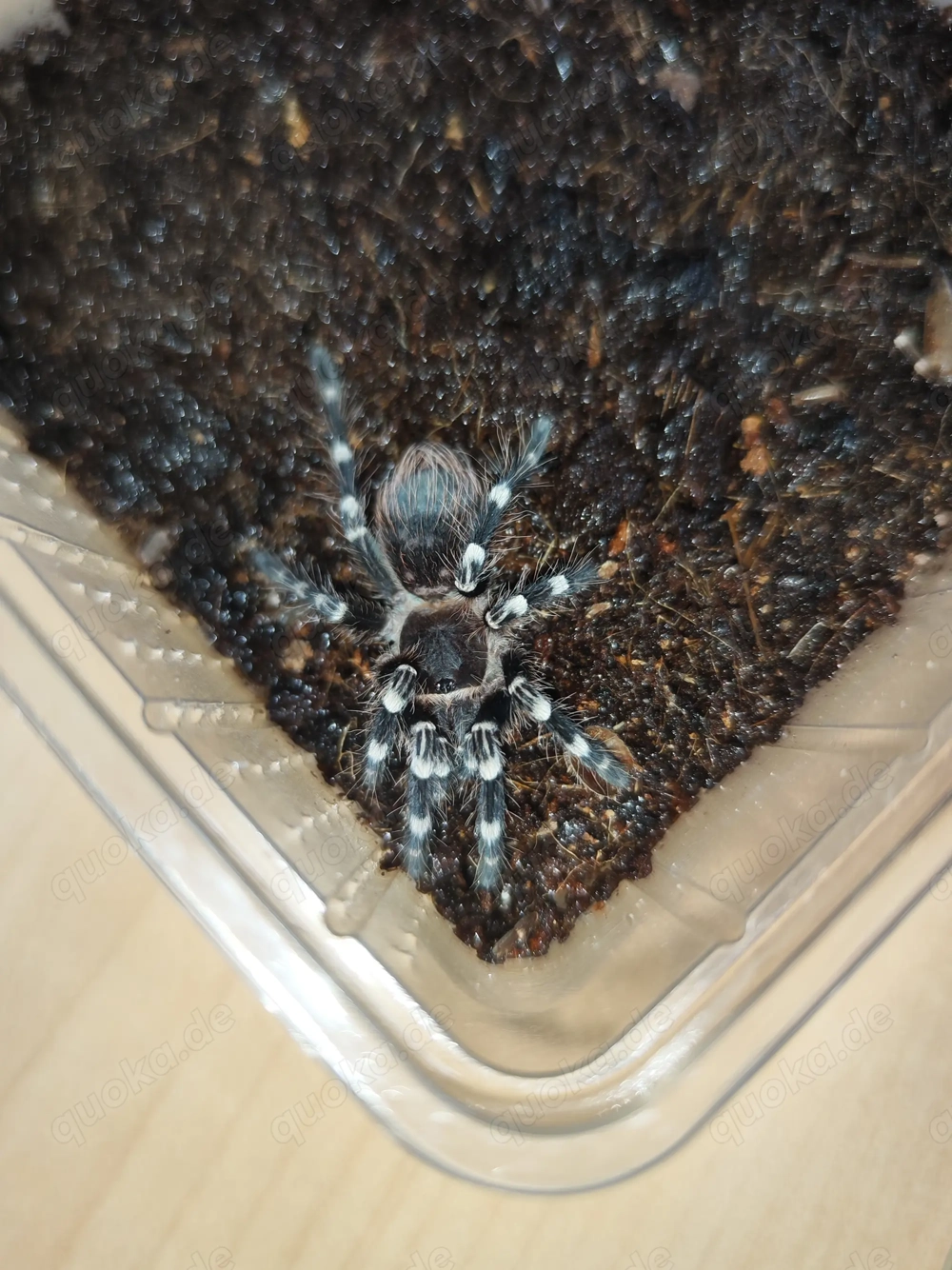 A. Geniculata 0.0.2