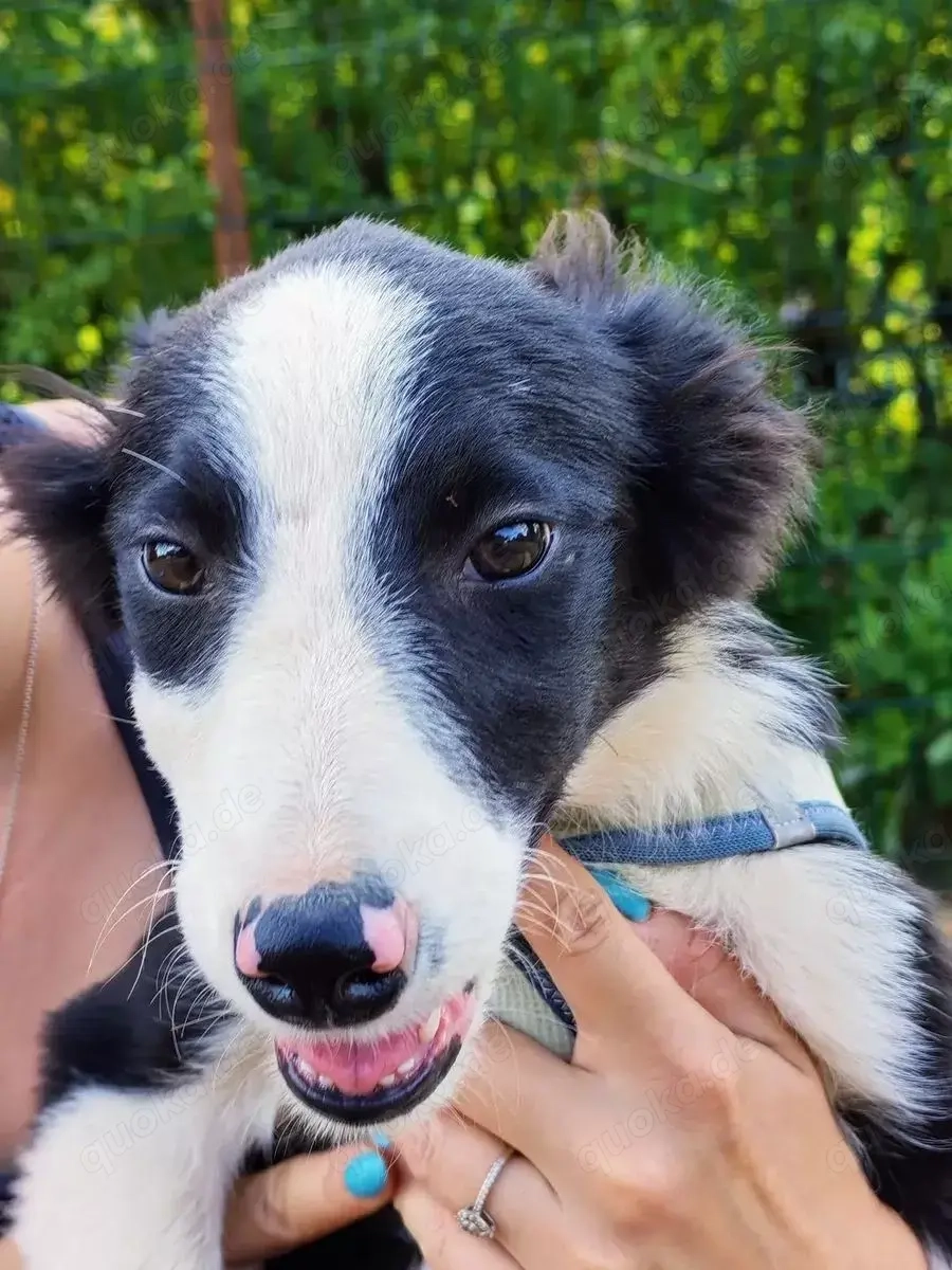 Kleinbleibende Border Collie Mix Hündin 10Mon 10kg 40cm Ausreise BUNDESWEIT nach ADOPTION