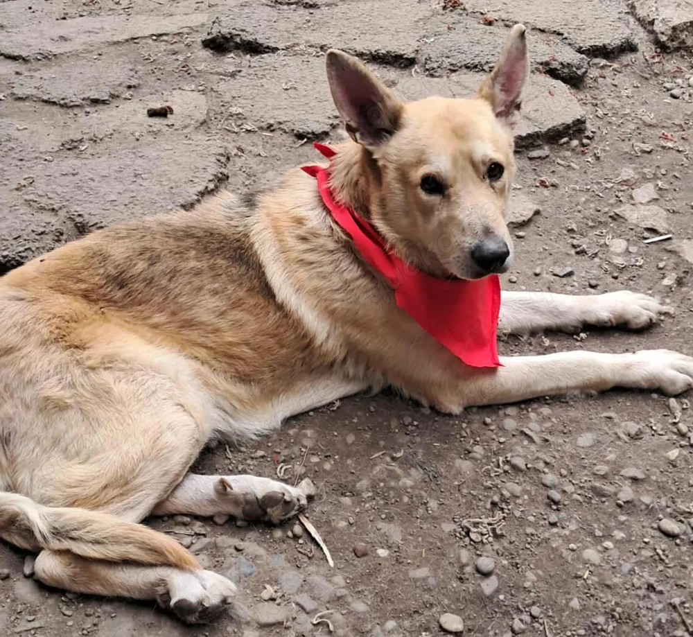 Spencer sucht sein Traumzuhause! 