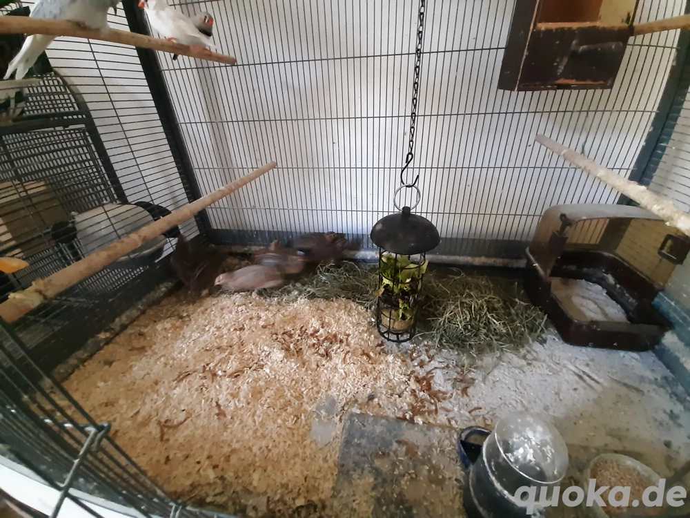 Chinesische zwergwachteln 