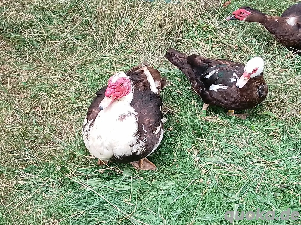   1.2 Warzenenten zu verkaufen  