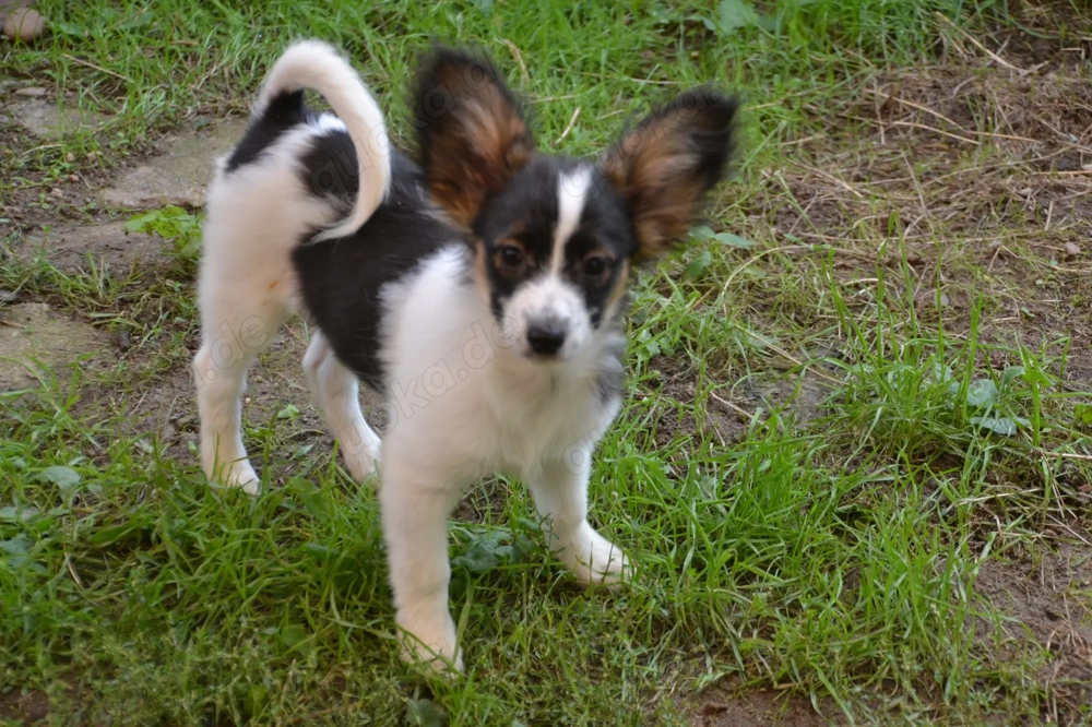 Papillon Welpen