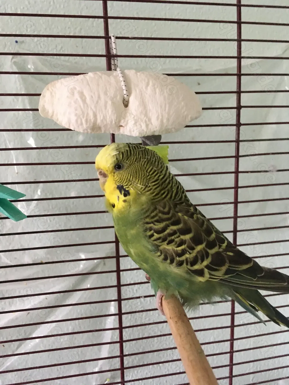 Welli Weibchen sucht älteres Welli Männchen