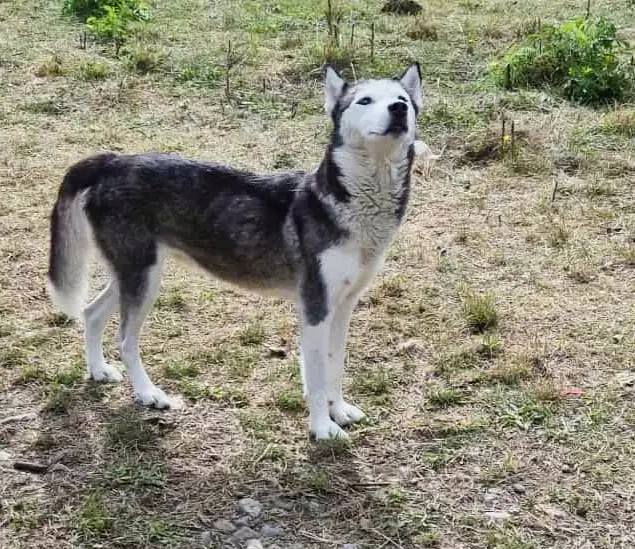 Luna braucht ein richtiges Zuhause