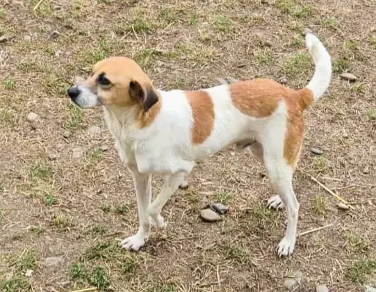 Mando sucht ein liebevolles Zuhause