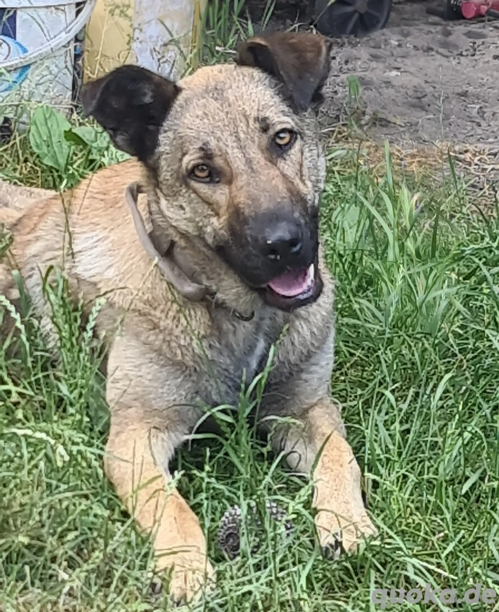 Schäferhund Mischling Hündin 
