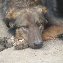 Nala R ca. 60 cm   die Ruhige