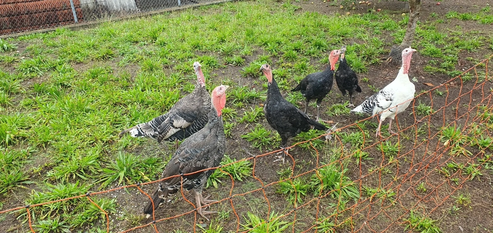 junge schwarze Puten 