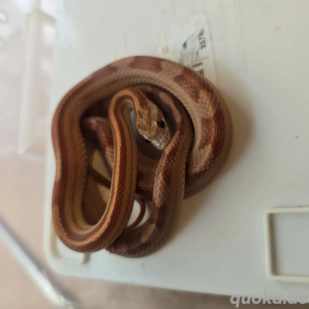 0.1 Motley x Striped het Palmetto, Scaleless, Anery NZ 24