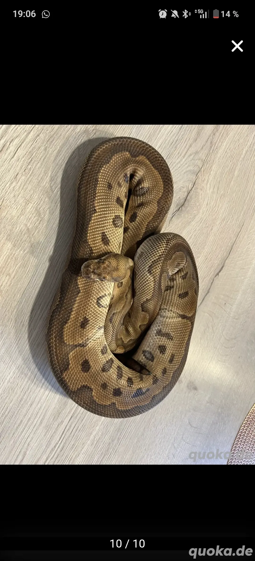 Königspython  python regius 