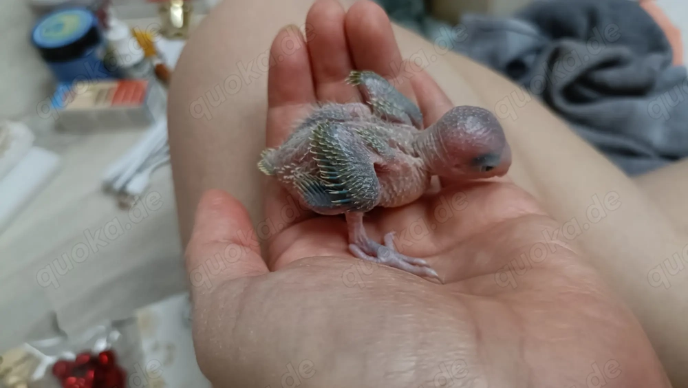 Baby sehr zähmen 100% 