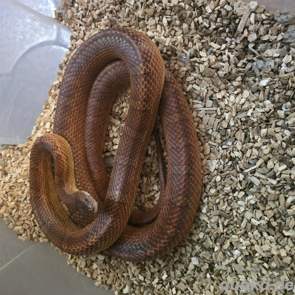 1.0 het Palmetto, Scaleless NZ21