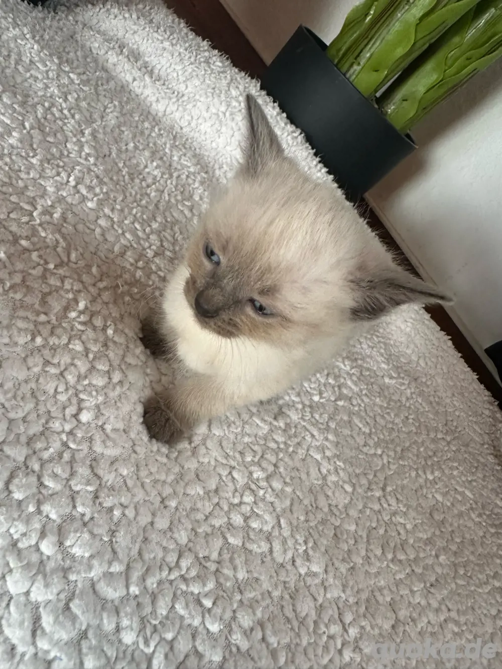 siamkätzchen abzugeben 