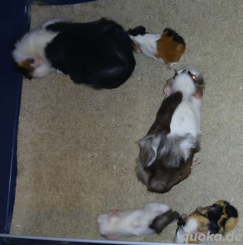 Meerschweinchen verkaufen 