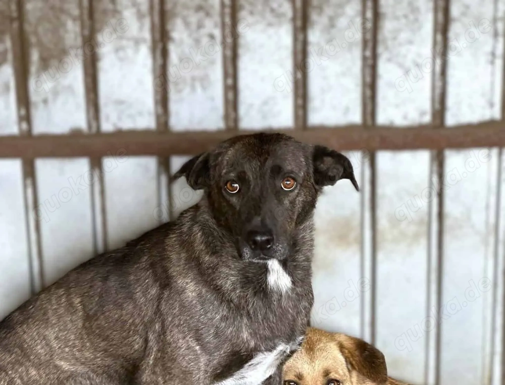 Ricco ca. 50 cm   der Ausharrende