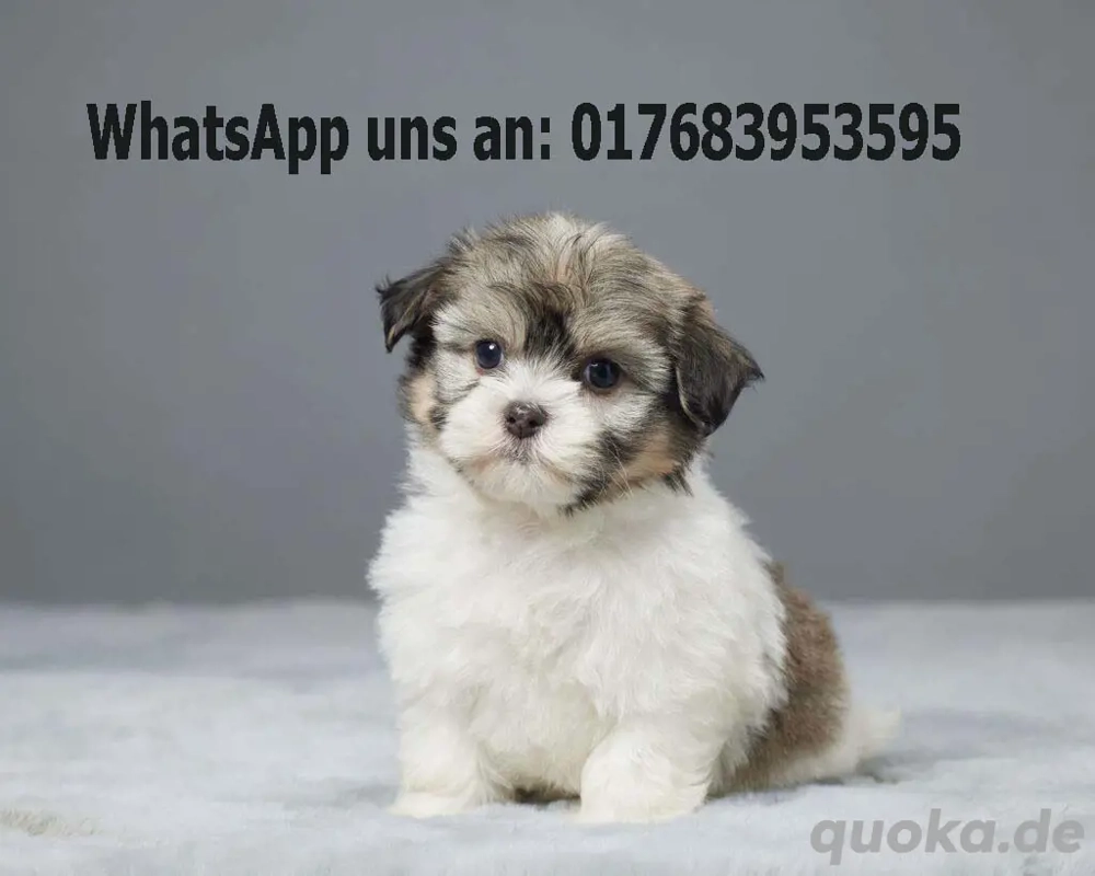 Reinrassige Havaneser-Welpen mit stammbsun 