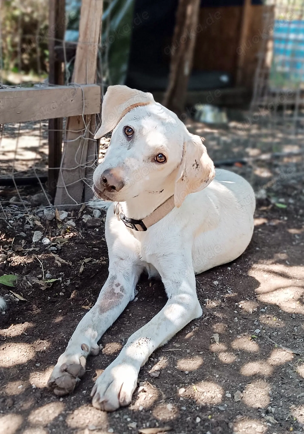 Elaia 1Jährige Pointer Mix Hündin