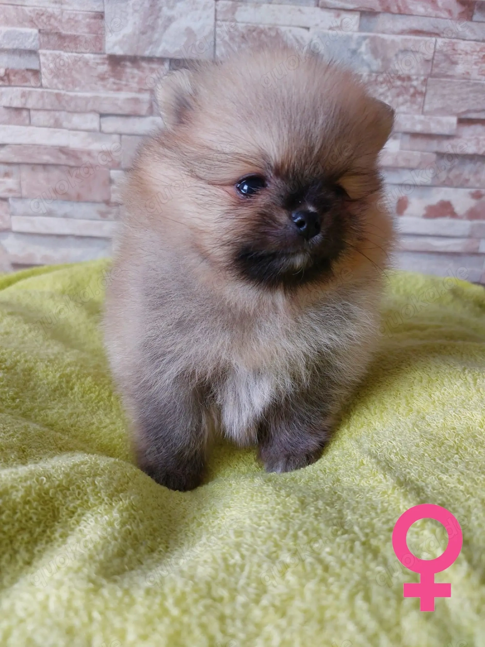 Reinrassige Pomeranian-Spitz-Welpen