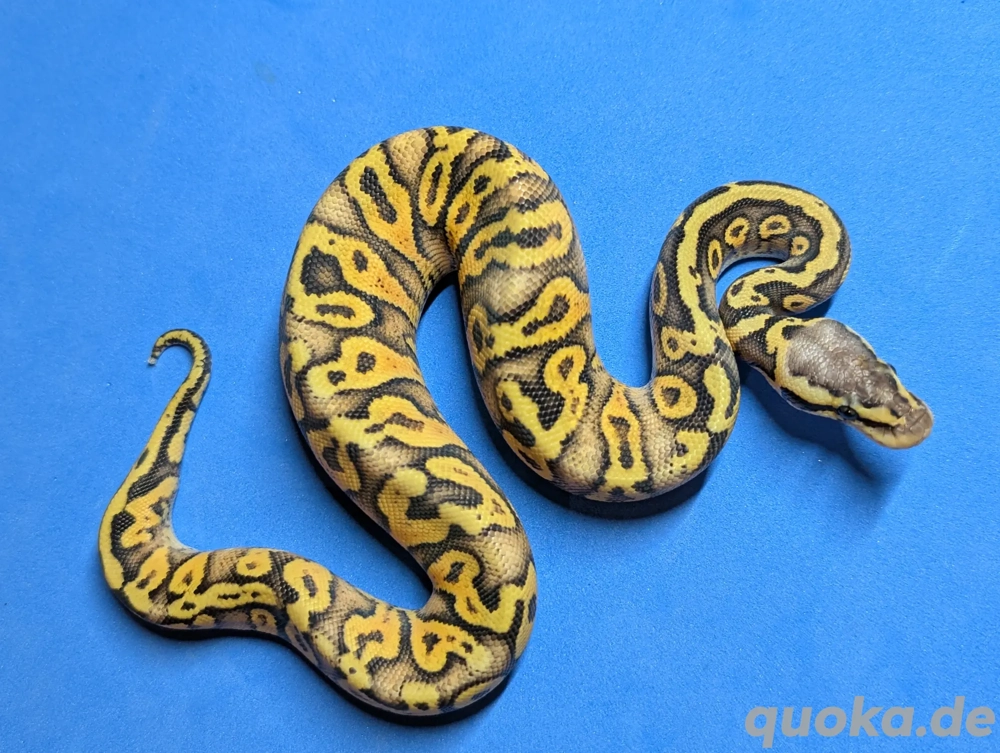 1.0 SuperPastel Gravel  1.0 SuperPastel Gravel